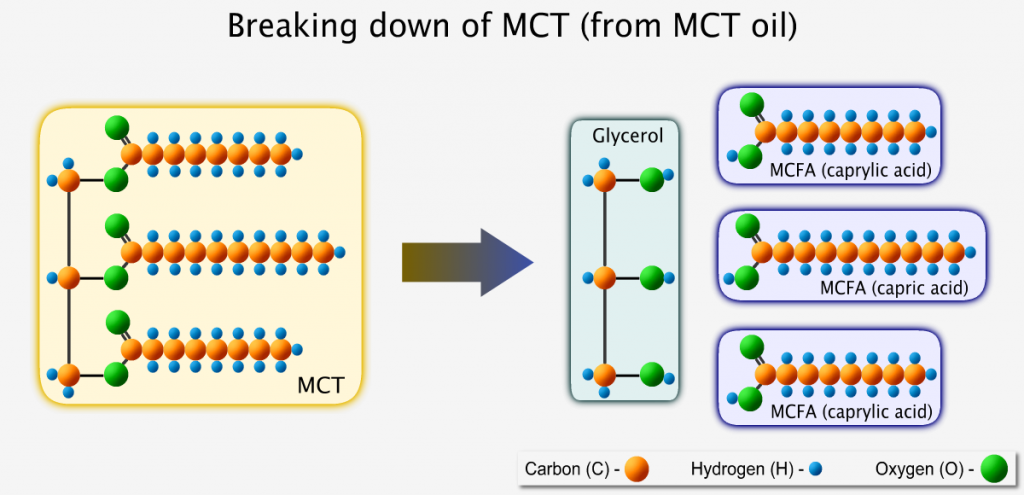 Breaking down of MCT from MCT oil