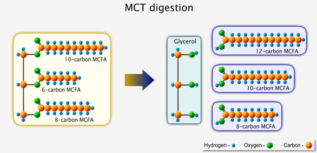 Medium-chain triglyceride splitting into glycerol and 3 medium-chain fatty acids upon digestion