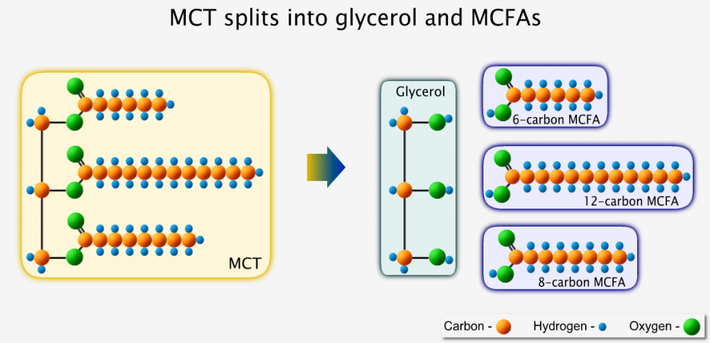 Medium-chain triglyceride breaks down into medium-chain fatty acids and glycerol