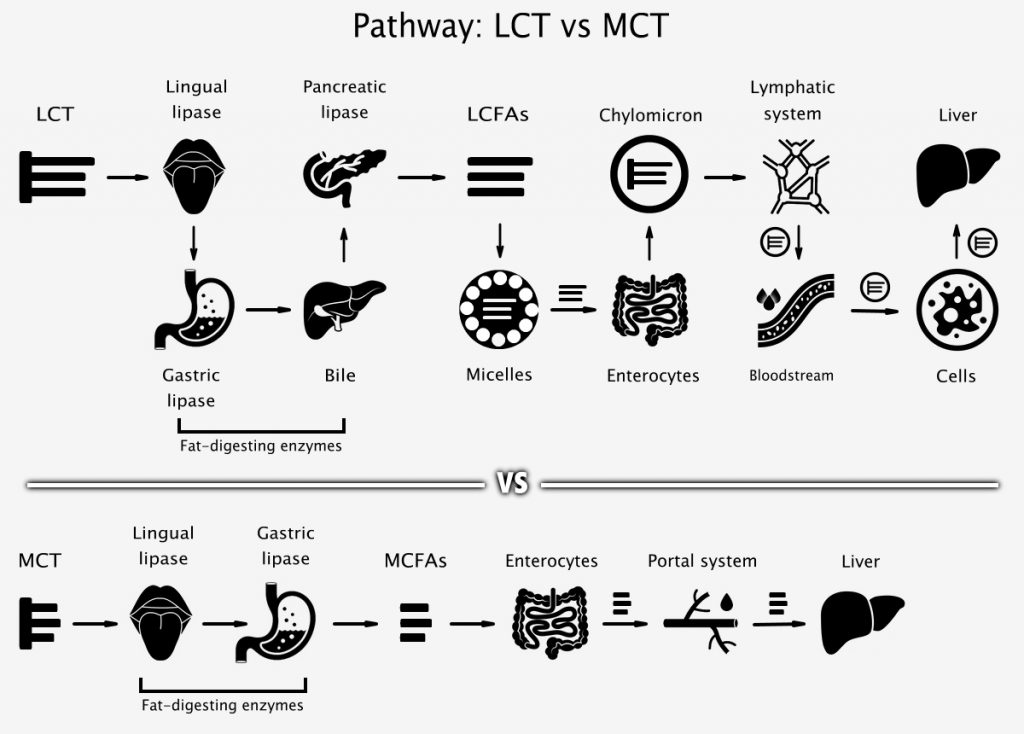 Pathway of long-chain triglyceride and medium-chain triglyceride