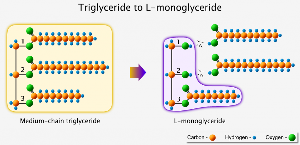 Triglyceride converts into L-shaped monoglyceride