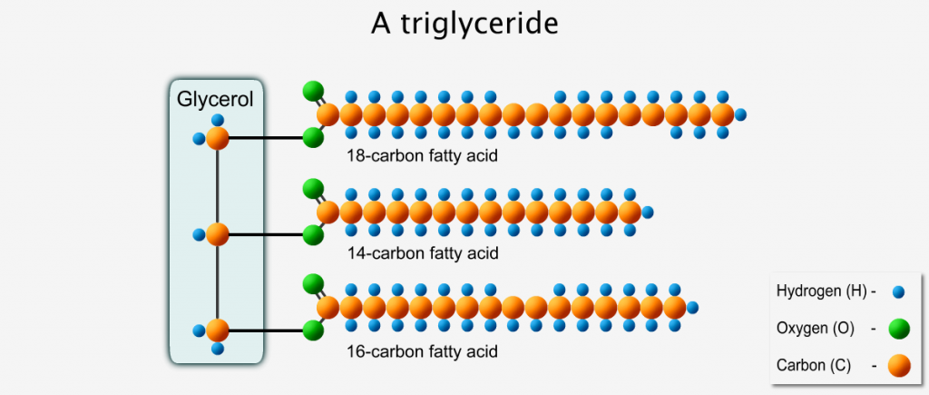 A triglyceride - 3 fatty acids attached to one glycerol molecule